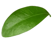 leaf 3